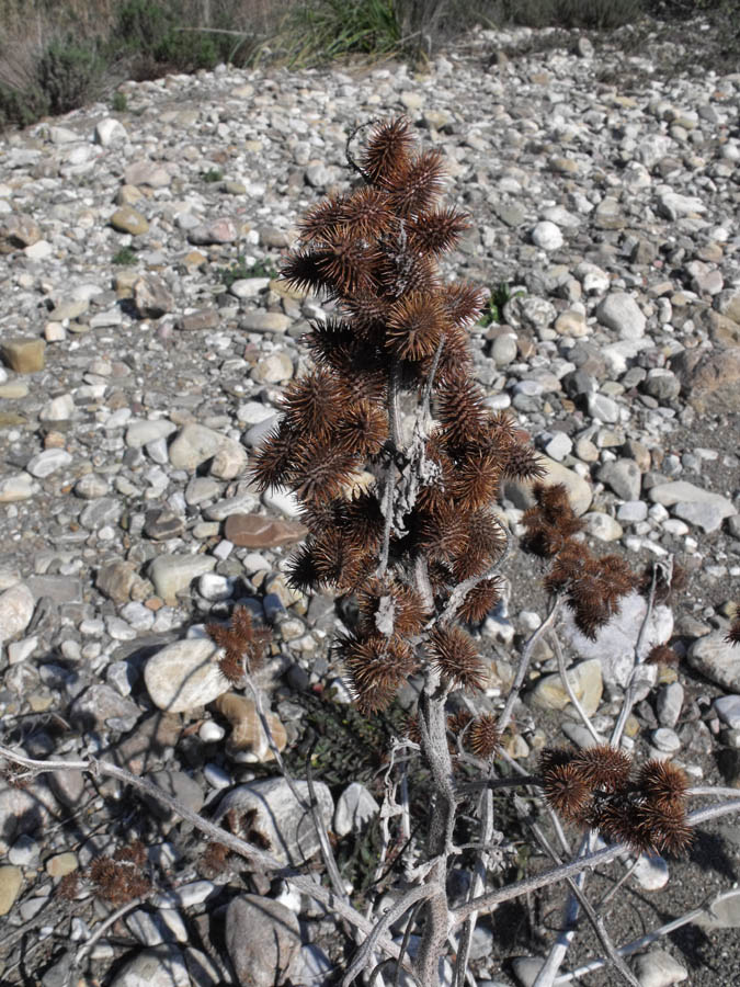 Xanthium italicum